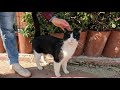 Affectionate Tuxedo Cat Started Purring Loudly As Soon As He Came To Me