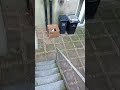 CATS IN A BOX Cats Catshorts Turkishvan Tuxedocat Siamesecats