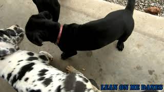 Video preview image #1 Great Dane Puppy For Sale in YELLVILLE, AR, USA