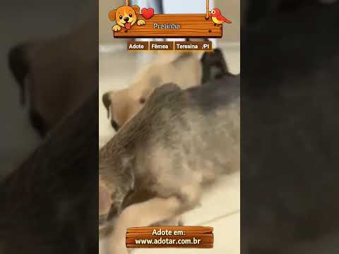 Vídeo de Pretinha 