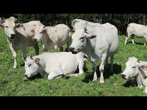 Pontechianale ritorno dall'alpe 2022 parte seconda