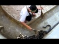 Cleaning the cobra pit 