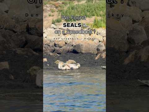 Epic Dublin Bay Boat Tour: Dalkey Island, Muglins Lighthouse & Wild Seal Encounter! 🦭 | Goat Boat