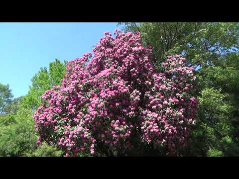 レンゲツツジ 植物