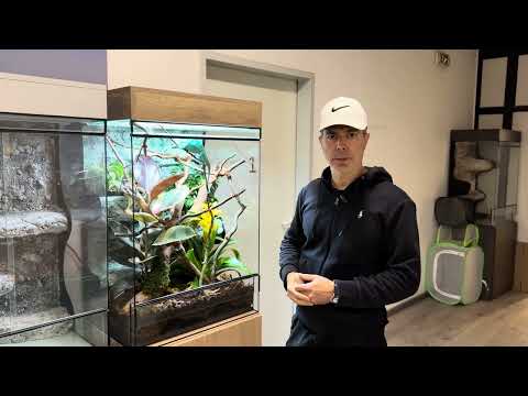 ChameleonFarm - Mikor érdemes a nagy terráriumra váltani?