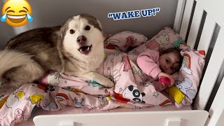 Hilarious Husky Puppy Wakes All 3 Of Our Kids Up In The Funniest Way!😂. [SOO CUTE!!!]