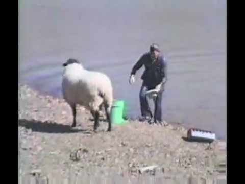Divertido! Oveja ataca a pescador