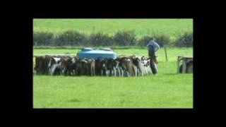 preview picture of video 'Feeding calves in paddock - New Zealand Dairy Farm'