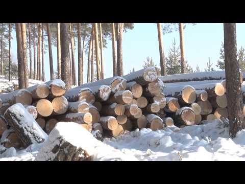 Проверку по вырубке леса на квартале АБ провела прокуратура Бийска (11.03.26г., Бийское телевидение)