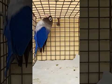 Vaseegara 🦜❣️#beautiful #love #birds #cute #activity #blue #colourful #african #lovebirds #shorts