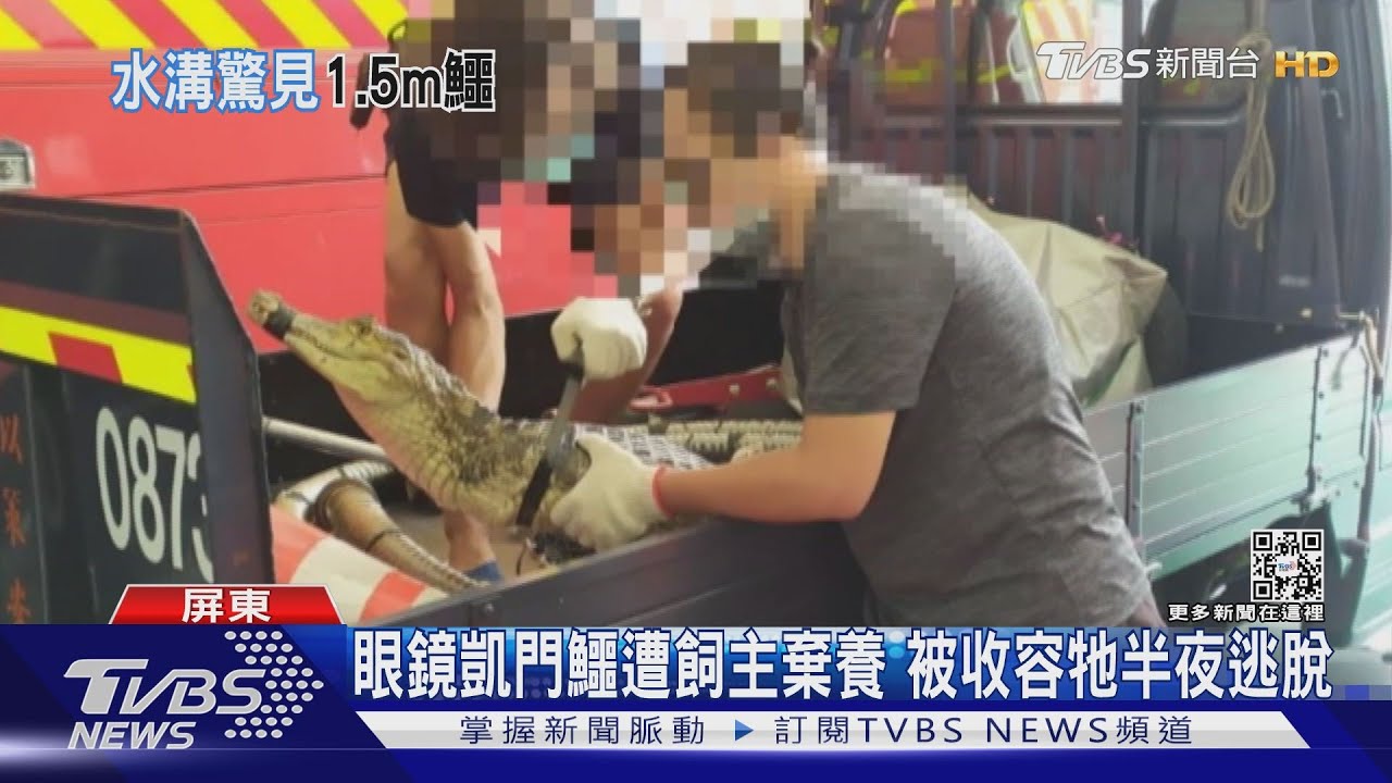 這不是綠鬣蜥! 萬丹有鱷魚出沒 1.5米長躲民宅前嚇人