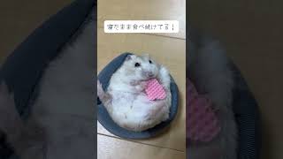 だらけたい日もあるんだなぁ。　はむを　#ハムスター #おもしろ