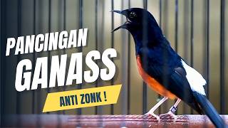 Download lagu MURAI BATU GACOR FULL ISIAN TEMBAKAN MEWAH SANGAT AMPUH MELATIH MURAI BATU EMOSI BONGKAR ISIAN mp3