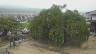 麻績の里 舞台桜