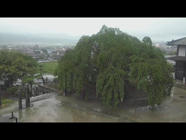 麻績の里 舞台桜