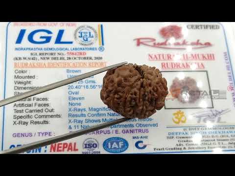 Natural 11 Mukhi Rudraksha Nepali Bead with IGL Lab Certificate