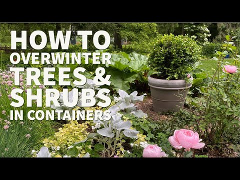 How I overwinter shrubs and trees in containers