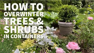 How I overwinter shrubs and trees in containers