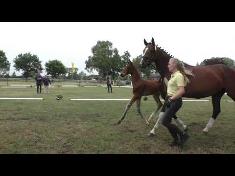 Sudweyher Fohlentermin 2020 - Kat.-Nr. 43