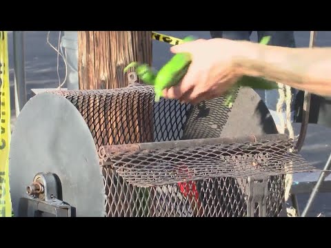 Green Chile Fiesta showcases New Mexico's favorite veggie