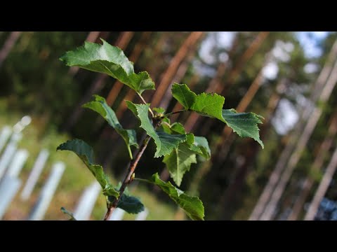 Waldwirtschaften Kompakt - Kurzportrait der Elsbeere