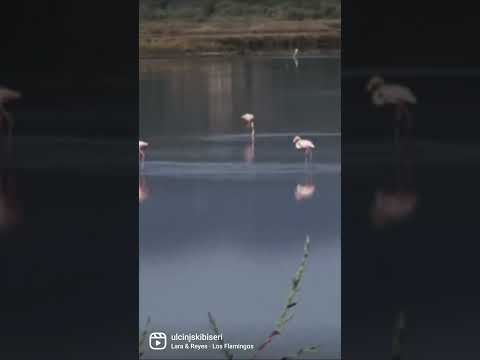 Flamingosi na Ulcinjskoj Solani, Ulcinj Montenegro, @kalasataa