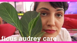 FICUS AUDREY repotting and care guide!