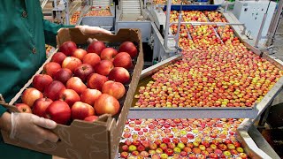 350 Hectares Of land For The Production Of Juicy Apples! Picking apples at the factory