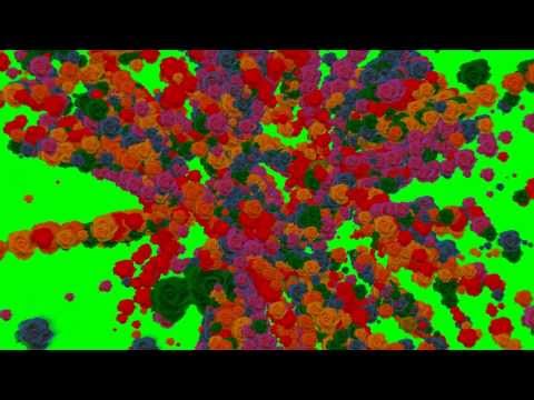 4K Forming Circle From Roses Particle Animation AA VFX