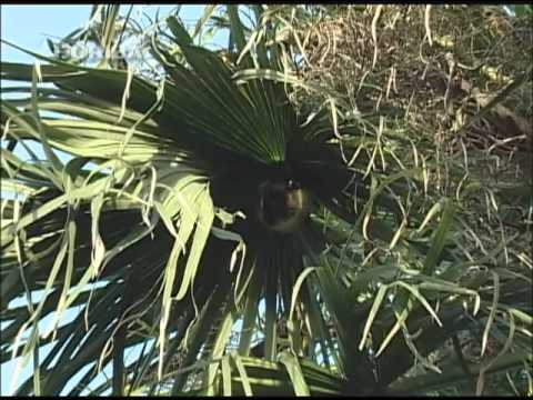 狐狸精 (flyng fox)