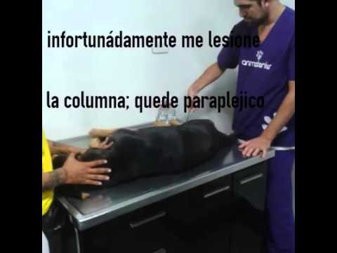 Scooby Guerrero de vida 2