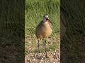 Godwit Bird Calling   Wincent   kL9mv #bird #nature #wildlife