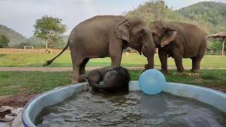 Download lagu Pyi Mai is playing the water- EleFlix mp3 Download lagu Pyi Mai is playing the water- EleFlix mp3