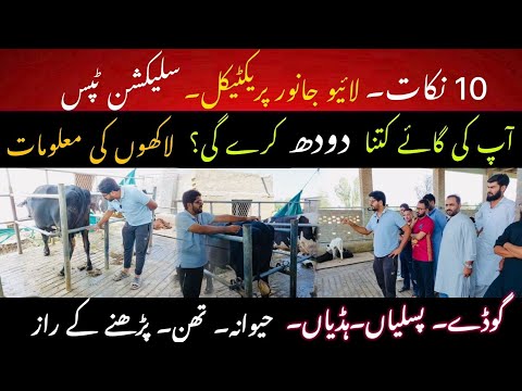 Crossbred and pure Friesian cows ki pehchan II 50 Liter animal ki selection II Cow selection