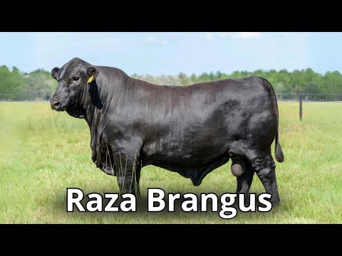 Raza de ganado Brangus. El resultado exitoso del cruce de Brahman con Angus