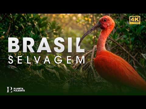 Brasil Selvagem | A Vida Secreta dos Biomas Mais Extremos | Documentário Completo