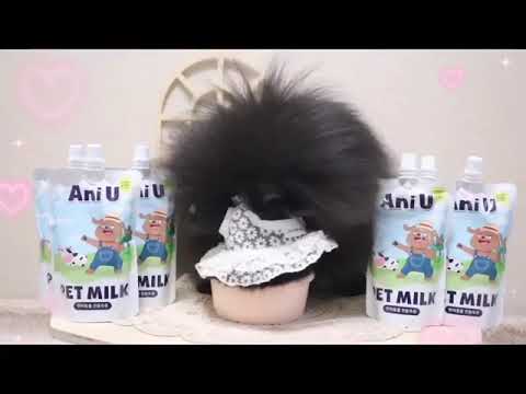 강아지 고양이 펫밀크 애니유 180mlX10ea