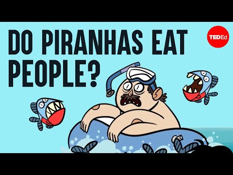 How Scared Should You be of Piranha?