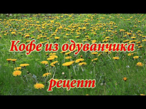 Как отомстить одуванчику. Рецепт кофе из корней одуванчика.