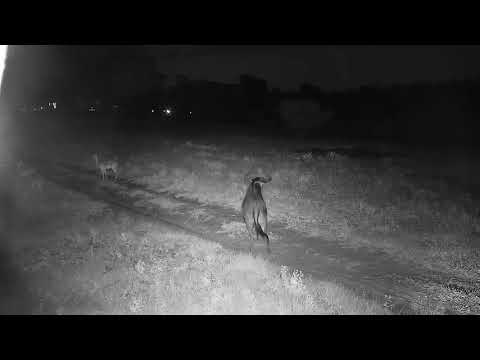 Djuma: Steenbok resting and then Impalas and Wildebeest bull by the cam tree - 04:40 - 12/31/21