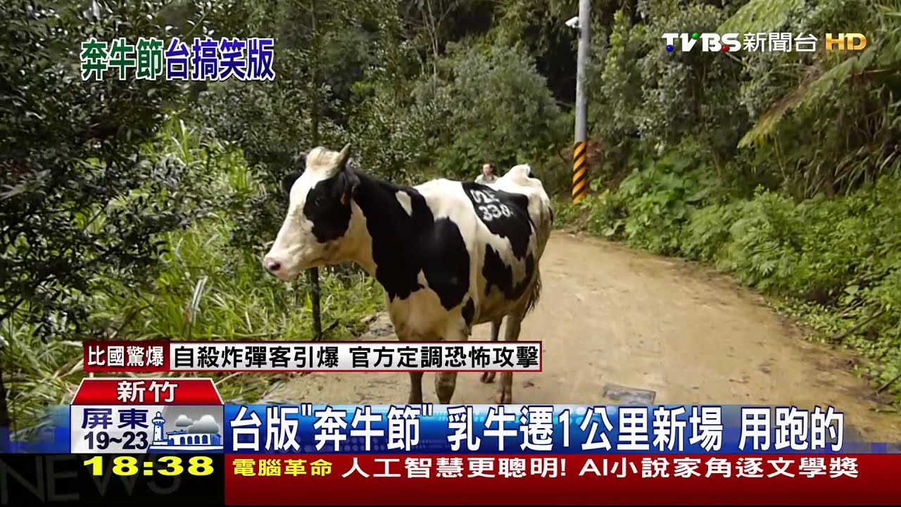 台版「奔牛節」　乳牛用跑的遷1公里新場
