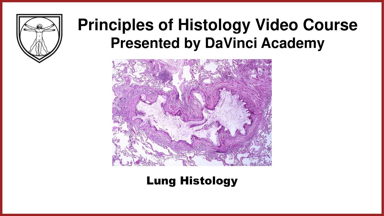 Lung Histology [Respiratory Histology 2 of 2]