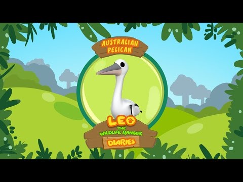 Australian Pelican - Leo The Wildlife Ranger Animal Diaries | Animal Facts for Kids