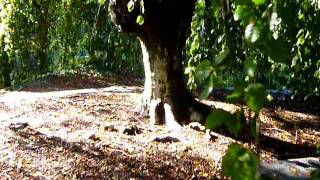 preview picture of video 'Another great weeping beech'