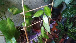 Vanilya Bakımı ve Üretimi - Tlilxochitl / Vanilla Planifolia