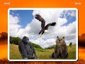Sound Game Wildlife Photo