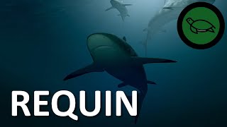 S01E03 : Les Dents (et nez!) de la Mer : du Requin blanc au Requin taupe NOMEN