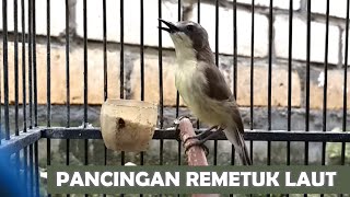 Download lagu remetuk laut nyiul gacor | suara masteran pikat pancingan burung siur BAHAN agar cepat bunyi NGEROLL mp3