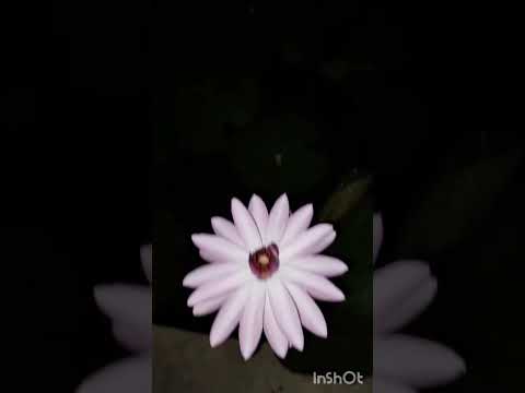 ##lotus ##flower##rishik's shorts####