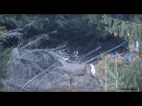 Cerbi carpatin in sezonul imperecherii - Carpathian stag mating season